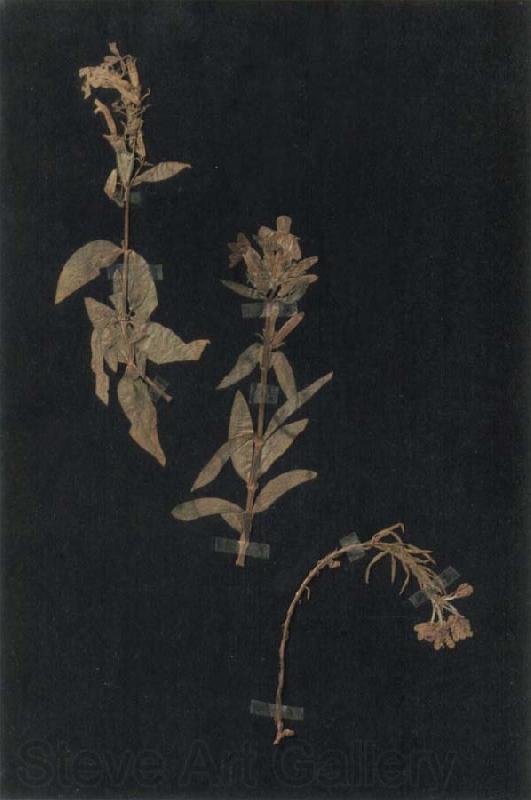 Paul Klee Herbarium